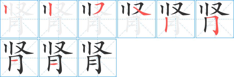 肾的笔画意思解释发音部首组词是什么